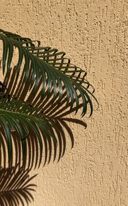 Preview wallpaper palm, branches, leaves, wall, beige