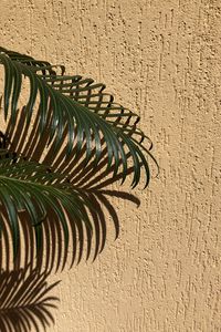 Preview wallpaper palm, branches, leaves, wall, beige