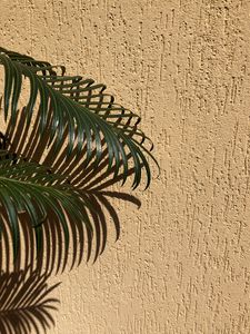 Preview wallpaper palm, branches, leaves, wall, beige