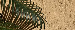 Preview wallpaper palm, branches, leaves, wall, beige