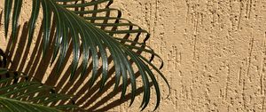 Preview wallpaper palm, branches, leaves, wall, beige