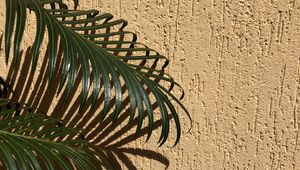 Preview wallpaper palm, branches, leaves, wall, beige