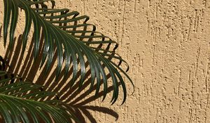 Preview wallpaper palm, branches, leaves, wall, beige