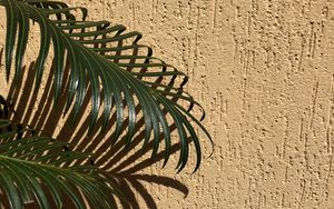 Preview wallpaper palm, branches, leaves, wall, beige