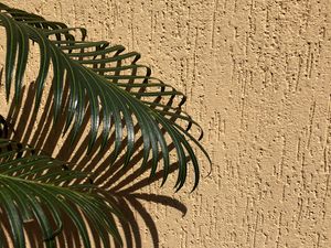 Preview wallpaper palm, branches, leaves, wall, beige