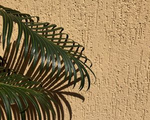 Preview wallpaper palm, branches, leaves, wall, beige