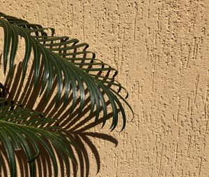 Preview wallpaper palm, branches, leaves, wall, beige