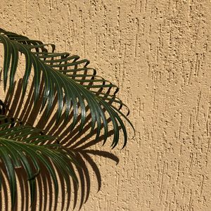 Preview wallpaper palm, branches, leaves, wall, beige