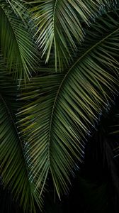 Preview wallpaper palm, branches, leaves, green, macro