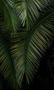 Preview wallpaper palm, branches, leaves, green, macro