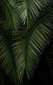 Preview wallpaper palm, branches, leaves, green, macro