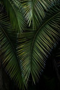 Preview wallpaper palm, branches, leaves, green, macro