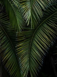 Preview wallpaper palm, branches, leaves, green, macro