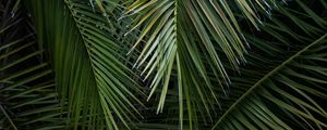 Preview wallpaper palm, branches, leaves, green, macro