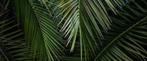 Preview wallpaper palm, branches, leaves, green, macro