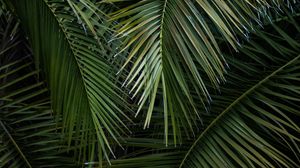 Preview wallpaper palm, branches, leaves, green, macro