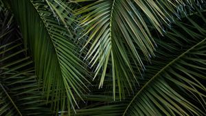 Preview wallpaper palm, branches, leaves, green, macro