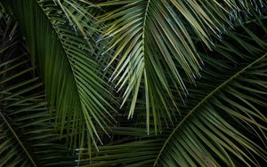 Preview wallpaper palm, branches, leaves, green, macro