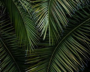 Preview wallpaper palm, branches, leaves, green, macro