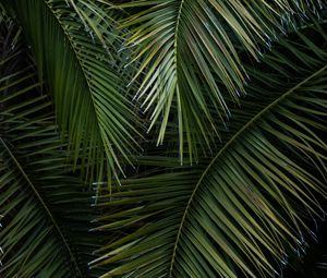 Preview wallpaper palm, branches, leaves, green, macro