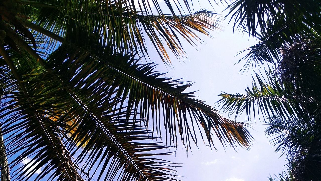 Wallpaper palm, branches, leaves, sky, clouds