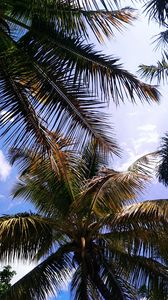 Preview wallpaper palm, branches, leaves, sky, clouds