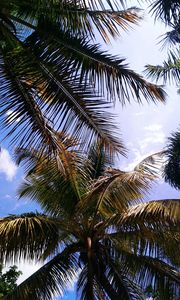 Preview wallpaper palm, branches, leaves, sky, clouds