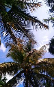 Preview wallpaper palm, branches, leaves, sky, clouds