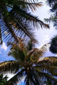 Preview wallpaper palm, branches, leaves, sky, clouds