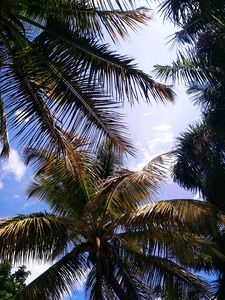 Preview wallpaper palm, branches, leaves, sky, clouds