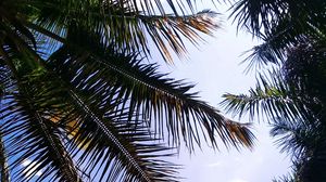Preview wallpaper palm, branches, leaves, sky, clouds