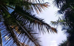 Preview wallpaper palm, branches, leaves, sky, clouds