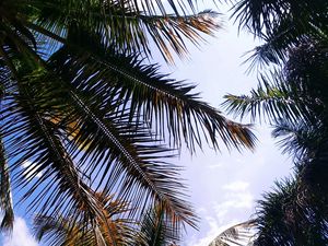 Preview wallpaper palm, branches, leaves, sky, clouds