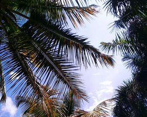 Preview wallpaper palm, branches, leaves, sky, clouds