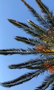 Preview wallpaper palm, branches, leaves, bottom view, sky