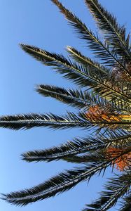 Preview wallpaper palm, branches, leaves, bottom view, sky