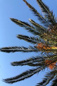 Preview wallpaper palm, branches, leaves, bottom view, sky