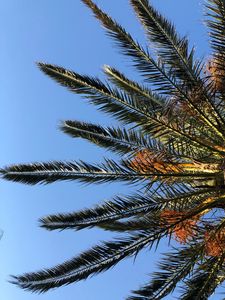 Preview wallpaper palm, branches, leaves, bottom view, sky