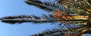 Preview wallpaper palm, branches, leaves, bottom view, sky