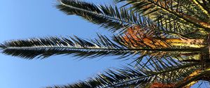 Preview wallpaper palm, branches, leaves, bottom view, sky