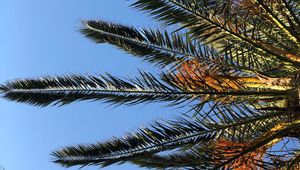 Preview wallpaper palm, branches, leaves, bottom view, sky