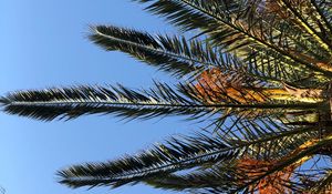 Preview wallpaper palm, branches, leaves, bottom view, sky