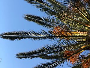 Preview wallpaper palm, branches, leaves, bottom view, sky