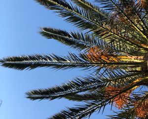 Preview wallpaper palm, branches, leaves, bottom view, sky