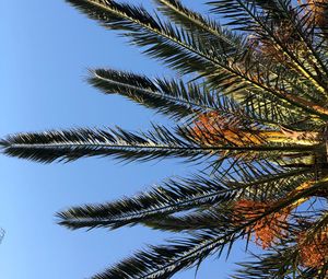 Preview wallpaper palm, branches, leaves, bottom view, sky