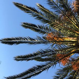 Preview wallpaper palm, branches, leaves, bottom view, sky