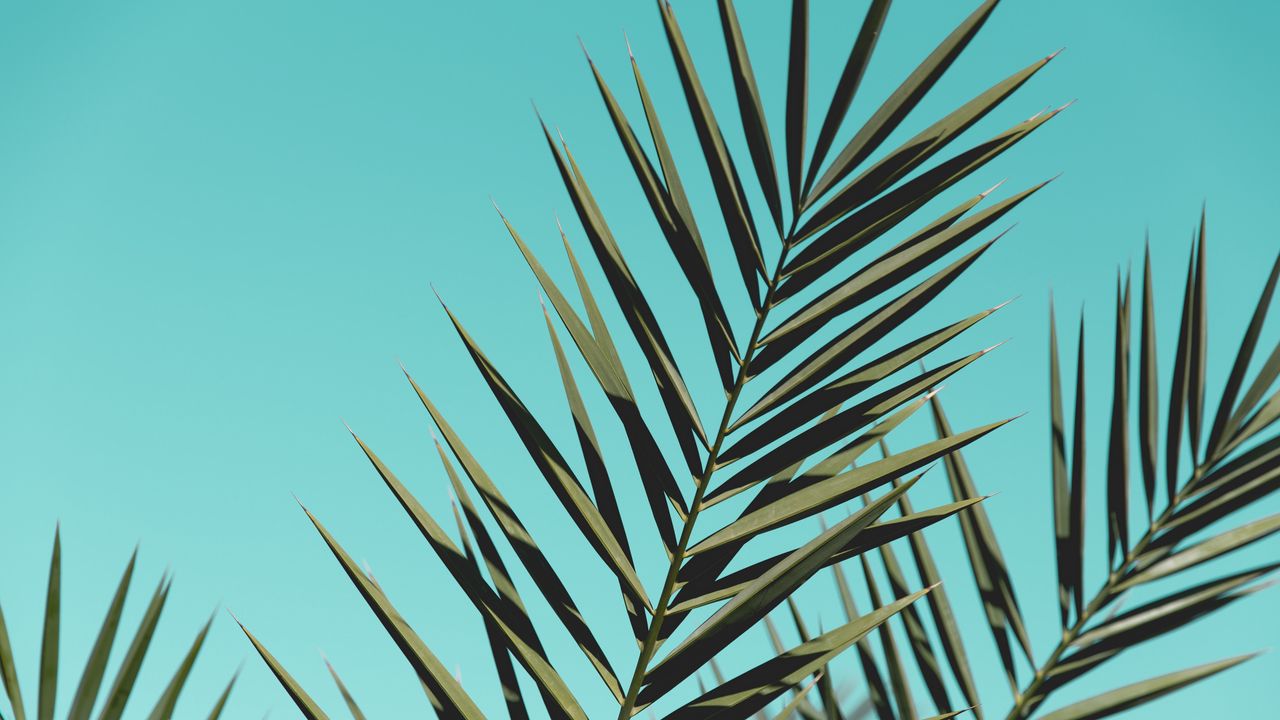 Wallpaper palm, branches, leaves, sky, plant hd, picture, image