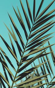 Preview wallpaper palm, branches, leaves, sky, plant