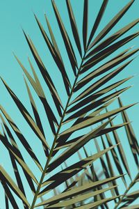Preview wallpaper palm, branches, leaves, sky, plant