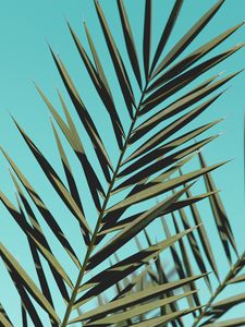 Preview wallpaper palm, branches, leaves, sky, plant